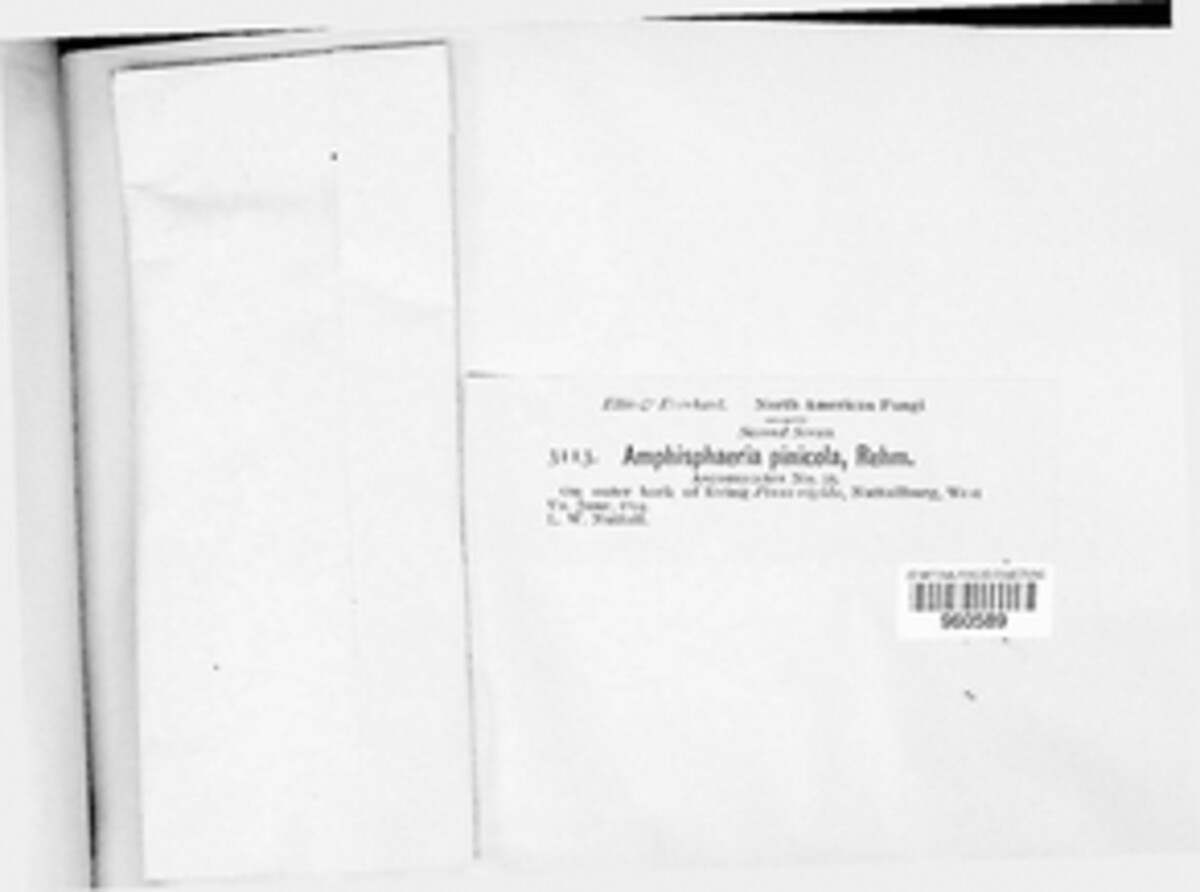 Astrosphaeriella pinicola image